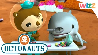 Octonauts  Learn About the Bottlenose Dolphin 🐬  Back to School  Wizz  Cartoons for Kids [upl. by Demona]