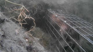 Muskrat Trapping With Underwater Footage [upl. by Latsyrd]