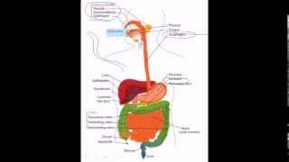 30 Digestive system facts [upl. by Guglielmo]