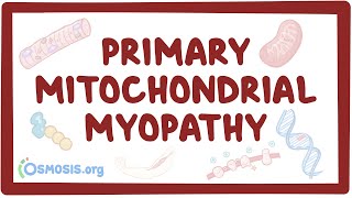 Primary mitochondrial myopathy  causes symptoms diagnosis treatment pathology [upl. by Morgun]