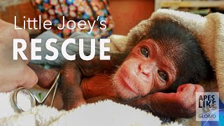 Chimp Little Joeys RESCUE [upl. by Maximilianus]