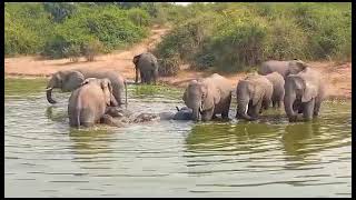 Boat cruise on Kazuga channel in Queen Elizabeth National Park [upl. by Akcired]