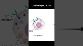 Anaphylaxis pathology [upl. by Enilra]