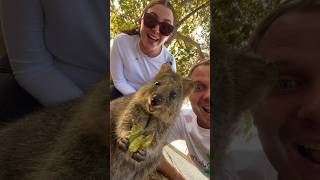 The Quokkas of Rottnest Island 🥹🥰 quokka exploreaustralia perth [upl. by Debbi]