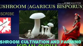 MUSHROOM CULTIVATION AGARICUS BISPORUS [upl. by Shiverick451]