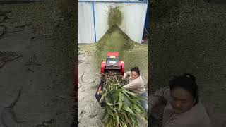 High discharge corn stalk particle crushing machine [upl. by Gavrila595]