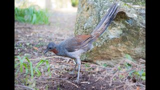 High Quality AUDIO Australian Lyrebird in the Wild  real song  calls [upl. by Anaeel]