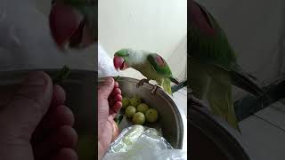 Parrot talking training alam birds parrottraining video viral [upl. by Nathanial710]