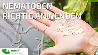 Nematoden richtig anwenden  enema [upl. by Also]