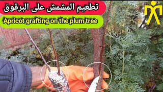 كيفية تطعيم المشمش على شجرة البرقوق🍒 Apricot grafting on the plum tree [upl. by Starobin]