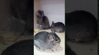 Chinchilla fighting with cats [upl. by Sherborn229]