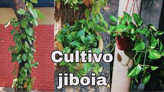 DICAS de como cultivar JiBOIA [upl. by Norrehc51]