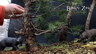 Repotting My Douglas Fir Trees The Bonsai Zone March 2024 [upl. by Philbin]