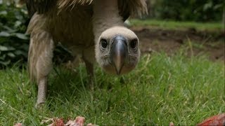 Feeding a Vulture  Vultures Beauty in the Beast  Natural World  BBC Two [upl. by Ahsi]