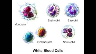 Neutrophils  PolyMorphoNuclear Neutrophils [upl. by Latyrc]