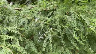 Conifer leaves at Kew  July 2023 [upl. by Analiese90]