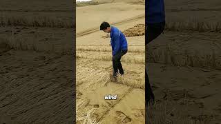 Grass Grid A Smart Solution to Desert Erosion [upl. by Kinchen]