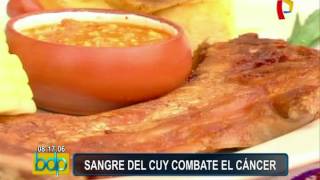 Sangre del cuy puede ayudar a combatir el cáncer [upl. by Lisandra716]