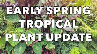 Musa Basjoo Gunnera Manicata Ensete amp Tetrapanax Early Spring Update amp Care Tips [upl. by Odnamla]