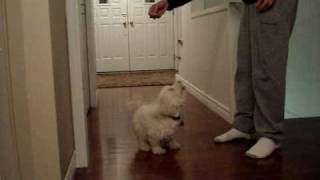 Bichon Frise Dancing [upl. by Bourgeois]