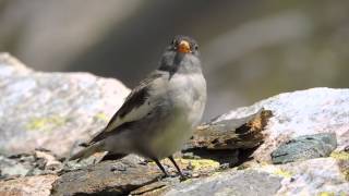 Fringuello alpino  Whitewinged Snowfinch Montifringilla nivalis [upl. by Amsa]