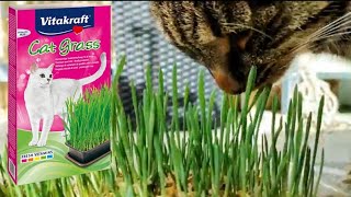 VITAKRAFT Cat Grass REVIEW 💚 [upl. by Edivad]