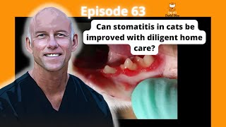 Ep 63 Can stomatitis in cats be improved with diligent home care Discussion on refractory cases [upl. by Aitnic]