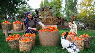 From Tree to Table Persimmon Harvest Drying amp Pie Recipe [upl. by Ardehs727]