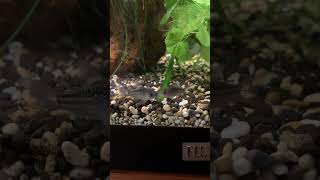 Beautiful Pair Of Corydoras Elegans C126tropicalfish plantedtank aquascape shrimptank howto [upl. by Atelahs]