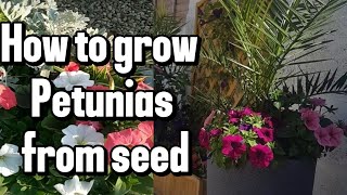 Watch How To Grow Stunning Petunias From Scratch [upl. by Enilasor]