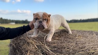 FIVE grown exotic bullies for sale  F3bullies [upl. by Irotal]