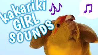 The sound only female kakarikis make 🐥🎶 [upl. by Deadman]