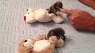 Baby Monkey Marmosets Playing [upl. by Innep]