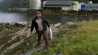 Norvegia fughe di salmoni dallevamento a rischio le specie selvatiche [upl. by Yordan896]