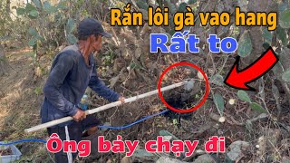 ÔNG BẢY Hết hồn  Xuất hiện Rắn rất TO đến ăn Hết đàn Gà trong đêm  Thanh Vi Từ Thiện [upl. by Resee622]