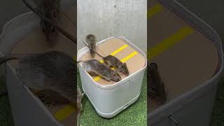 Best home mouse trapmouse trap tips from plastic can rat rattrap [upl. by Aela566]