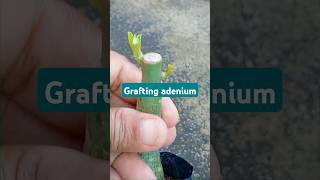 adenium grafting resultsgardeningadeniumshorts [upl. by Aklam367]