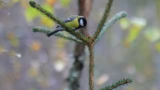 Rasvatihane Parus major Liigvalla Virumaa 10 2024 Estonia [upl. by Lette]