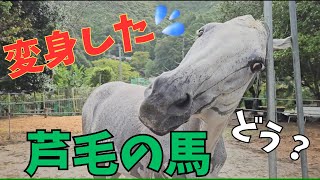 変身願望強めの引退競走馬が同じ仲間のあれにそっくりになった姿をご覧下さい！ [upl. by Sonia]