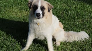 Comparing Temperaments Great Pyrenees vs Other Breeds [upl. by Lien]