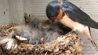 Barn Swallow Babies  Day 5 [upl. by Marlie338]