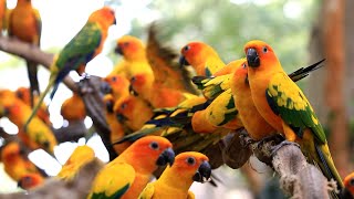 Sun Conure Parrot  Documentary  4K Ultra HD [upl. by Alves]