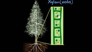 Xylem amp transpiration  Life processes  Biology  Khan Academy [upl. by Namolos]