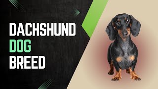 Dachshund Dog Breed Complete Guide to the Lovable Wiener Dog dachshund dachshundworld [upl. by Sinaj]