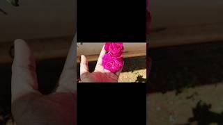 Rose water making at home shorts rosewatermaking youtubeshorts [upl. by Alegnat]