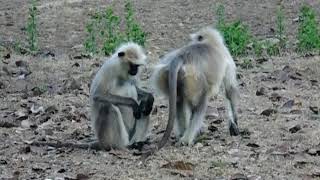 Grooming Langurs  Monkey in India [upl. by Mathur]