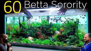 60 Betta Fish Sorority 1 Aquarium EPIC 4ft co2 Injected Planted Aquascape Tutorial [upl. by Princess]