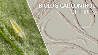 Biological control of thrips  Steinernema feltiae [upl. by Snider262]