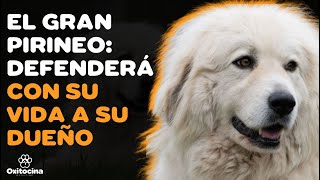 🐶🇪🇸 🇫🇷 PERRO DE MONTAÑA DE LOS PIRINEOS 9 COSAS que debes saber [upl. by Milurd]