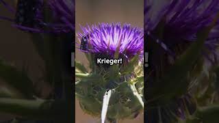 Flower of Scotland – Die Geschichte der schottischen Distel [upl. by Ettenwahs]